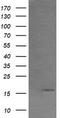 Growth Arrest And DNA Damage Inducible Gamma antibody, TA505480BM, Origene, Western Blot image 