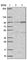 Phosphatidylinositol Glycan Anchor Biosynthesis Class N antibody, HPA040374, Atlas Antibodies, Western Blot image 