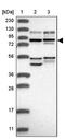 Ubiquitin Specific Peptidase 1 antibody, PA5-55852, Invitrogen Antibodies, Western Blot image 