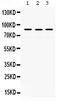 MutL Homolog 1 antibody, PA5-79675, Invitrogen Antibodies, Western Blot image 