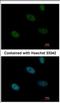 P113 antibody, NBP2-16857, Novus Biologicals, Immunofluorescence image 