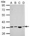 SH3 And SYLF Domain Containing 1 antibody, NBP2-20349, Novus Biologicals, Western Blot image 