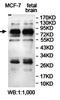Zinc Finger Protein 483 antibody, orb78219, Biorbyt, Western Blot image 