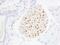 MAFA antibody, IHC-00352, Bethyl Labs, Immunohistochemistry frozen image 