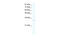 Vestigial Like Family Member 1 antibody, 28-385, ProSci, Western Blot image 