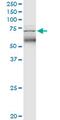 Tripartite Motif Containing 47 antibody, MA5-22843, Invitrogen Antibodies, Western Blot image 