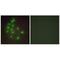Th1 antibody, A06496, Boster Biological Technology, Immunofluorescence image 