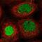 Itchy E3 Ubiquitin Protein Ligase antibody, NBP2-55083, Novus Biologicals, Immunofluorescence image 