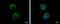 Interleukin 1 Alpha antibody, NBP2-16939, Novus Biologicals, Immunofluorescence image 
