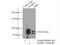 Microtubule Affinity Regulating Kinase 2 antibody, 15492-1-AP, Proteintech Group, Immunoprecipitation image 