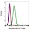 Phospholipase C Gamma 1 antibody, MA5-28029, Invitrogen Antibodies, Flow Cytometry image 