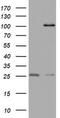 MYCBP Associated And Testis Expressed 1 antibody, M13032, Boster Biological Technology, Western Blot image 