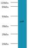 G Protein Subunit Alpha O1 antibody, LS-C319003, Lifespan Biosciences, Western Blot image 