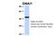 G Protein Subunit Alpha I1 antibody, 26-905, ProSci, Western Blot image 