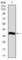 Microtubule Associated Protein 1 Light Chain 3 Alpha antibody, abx015914, Abbexa, Western Blot image 