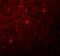 LYR motif-containing protein 1 antibody, A11860, Boster Biological Technology, Immunofluorescence image 