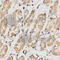 Rac GTPase-activating protein 1 antibody, A5298, ABclonal Technology, Immunohistochemistry paraffin image 