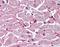 4F2 light chain antibody, orb87890, Biorbyt, Immunohistochemistry paraffin image 