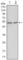 Glycogen Synthase Kinase 3 Alpha antibody, abx015751, Abbexa, Western Blot image 