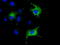 Cytochrome C Oxidase Subunit 6A1 antibody, LS-C115443, Lifespan Biosciences, Immunofluorescence image 