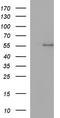 Ankyrin repeat and MYND domain-containing protein 2 antibody, TA507327S, Origene, Western Blot image 
