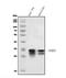 Superoxide Dismutase 3 antibody, A01784-3, Boster Biological Technology, Western Blot image 