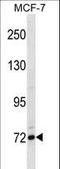 FCRH5 antibody, LS-C166112, Lifespan Biosciences, Western Blot image 