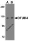 OTU Deubiquitinase 4 antibody, 5075, ProSci, Western Blot image 