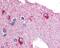 Glycogen Phosphorylase B antibody, 48-190, ProSci, Immunohistochemistry frozen image 