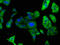 Proprotein Convertase Subtilisin/Kexin Type 9 antibody, CSB-PA017647LA01HU, Cusabio, Immunofluorescence image 