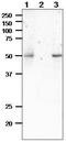 RAD52 Homolog, DNA Repair Protein antibody, GTX00884, GeneTex, Immunoprecipitation image 