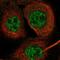 Integrin Subunit Alpha 5 antibody, NBP1-88493, Novus Biologicals, Immunocytochemistry image 
