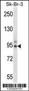 T-Box 3 antibody, 58-144, ProSci, Western Blot image 