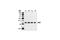 Cyclin Dependent Kinase 1 antibody, 9116T, Cell Signaling Technology, Western Blot image 