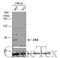 Mitogen-Activated Protein Kinase Kinase Kinase 20 antibody, GTX103317, GeneTex, Western Blot image 