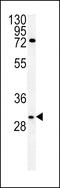 Claudin 12 antibody, MBS9200967, MyBioSource, Western Blot image 