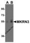 Makorin ring finger protein 3 antibody, 8145, ProSci Inc, Western Blot image 