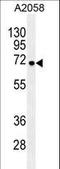 GRB2 Associated Binding Protein Family Member 4 antibody, LS-C166310, Lifespan Biosciences, Western Blot image 