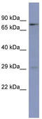 PURB antibody, TA343962, Origene, Western Blot image 