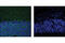 Cyclin Dependent Kinase 5 Regulatory Subunit 1 antibody, 2680S, Cell Signaling Technology, Immunofluorescence image 