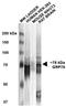 Heat Shock Protein Family A (Hsp70) Member 5 antibody, 11144, QED Bioscience, Western Blot image 