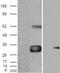 WNT1-inducible-signaling pathway protein 1 antibody, GTX88924, GeneTex, Western Blot image 