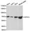 Heat Shock Protein Family A (Hsp70) Member 1 Like antibody, TA327201, Origene, Western Blot image 