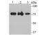 Sad1 And UNC84 Domain Containing 1 antibody, A03601, Boster Biological Technology, Western Blot image 