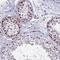 Regulator Of G Protein Signaling 17 antibody, NBP1-80839, Novus Biologicals, Immunohistochemistry frozen image 