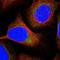 Transmembrane Protein 44 antibody, NBP1-90507, Novus Biologicals, Immunocytochemistry image 