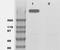 Raft1 antibody, TA354493, Origene, Western Blot image 