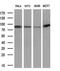 DNA Polymerase Iota antibody, MA5-26502, Invitrogen Antibodies, Western Blot image 