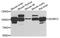 ADAM Metallopeptidase Domain 12 antibody, LS-B14909, Lifespan Biosciences, Western Blot image 