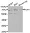 Retinal Outer Segment Membrane Protein 1 antibody, abx006634, Abbexa, Western Blot image 